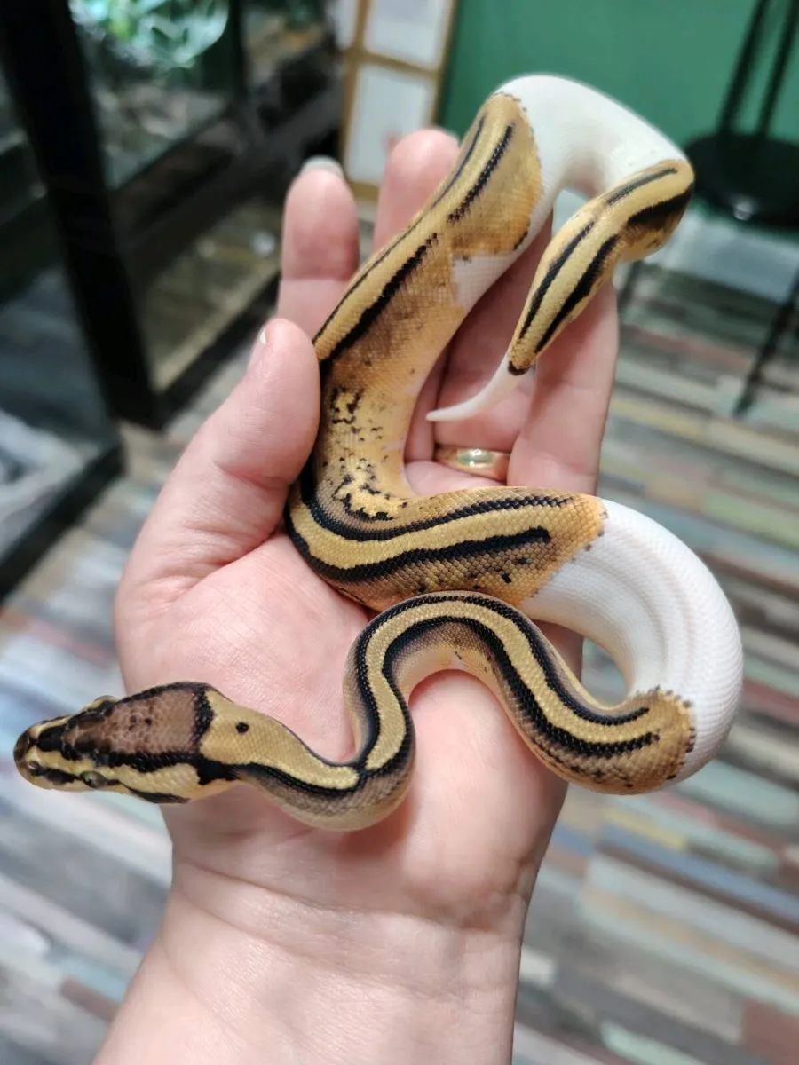 Pied Ball Python - Image 1