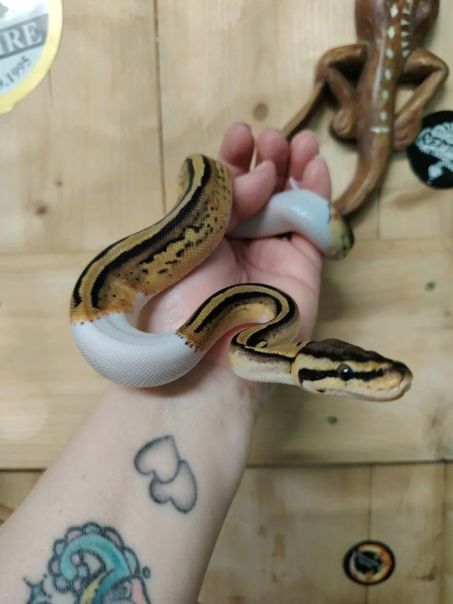 Pied Ball Python - Image 2