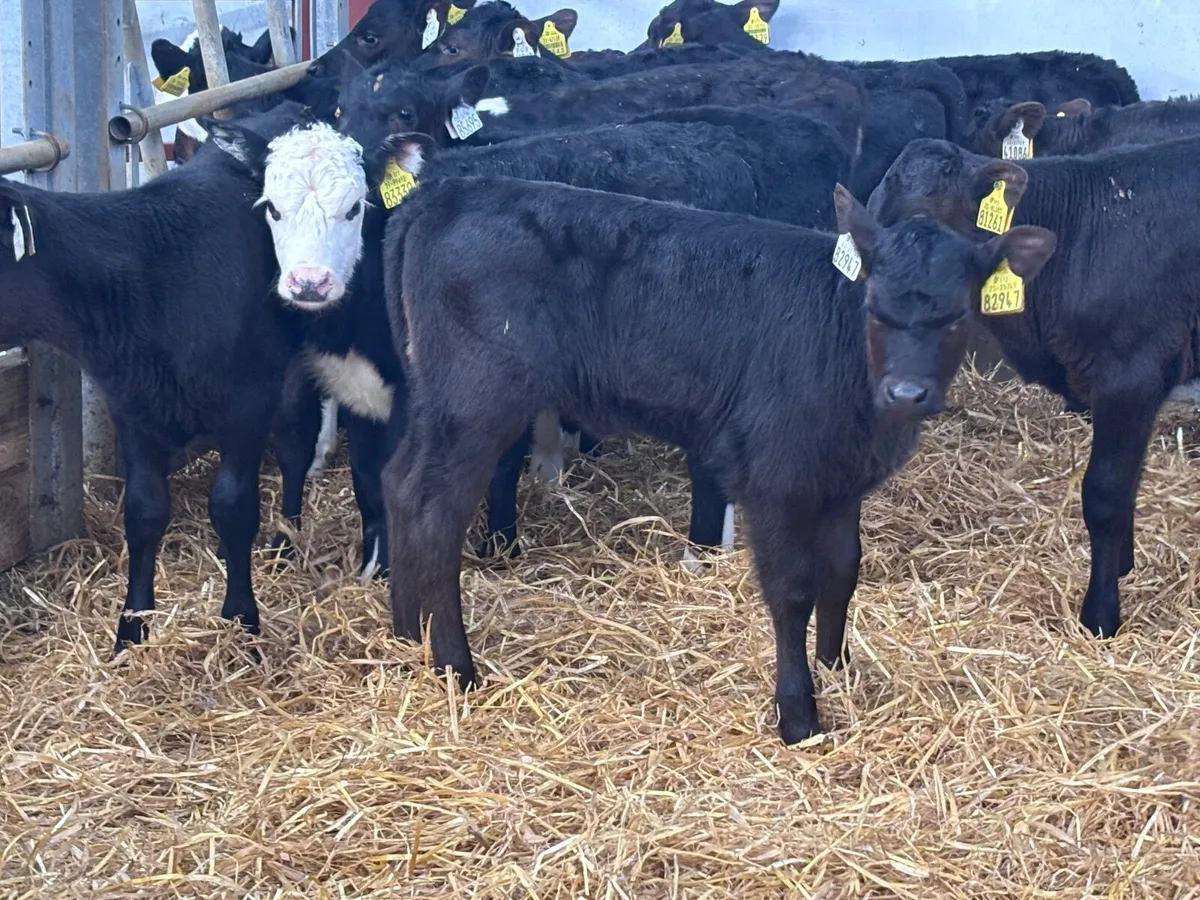 18 top quality heifer calves for sale - Image 1