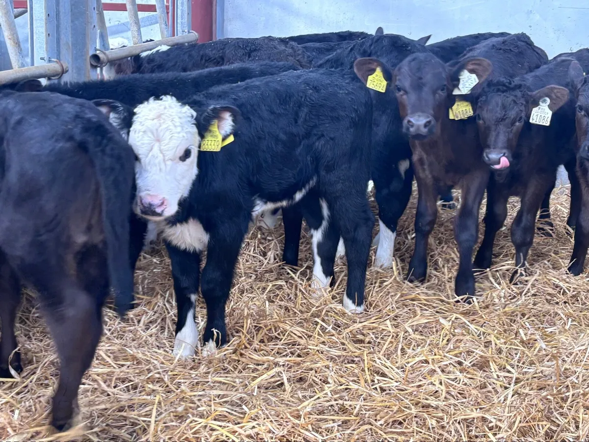 18 top quality heifer calves for sale - Image 3