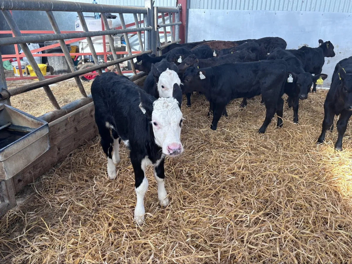 18 top quality heifer calves for sale - Image 4
