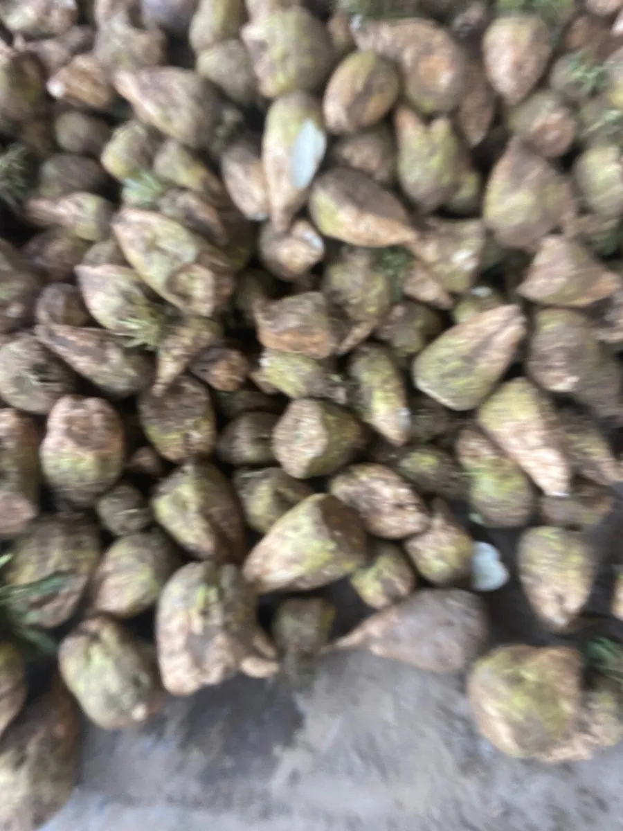 Beet freshly pulled 28/3/26 - Image 1