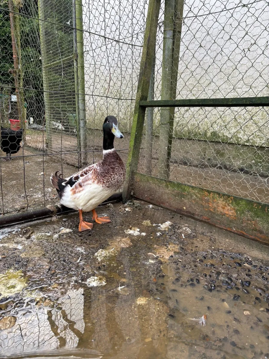 Harlequin Drake - Image 2