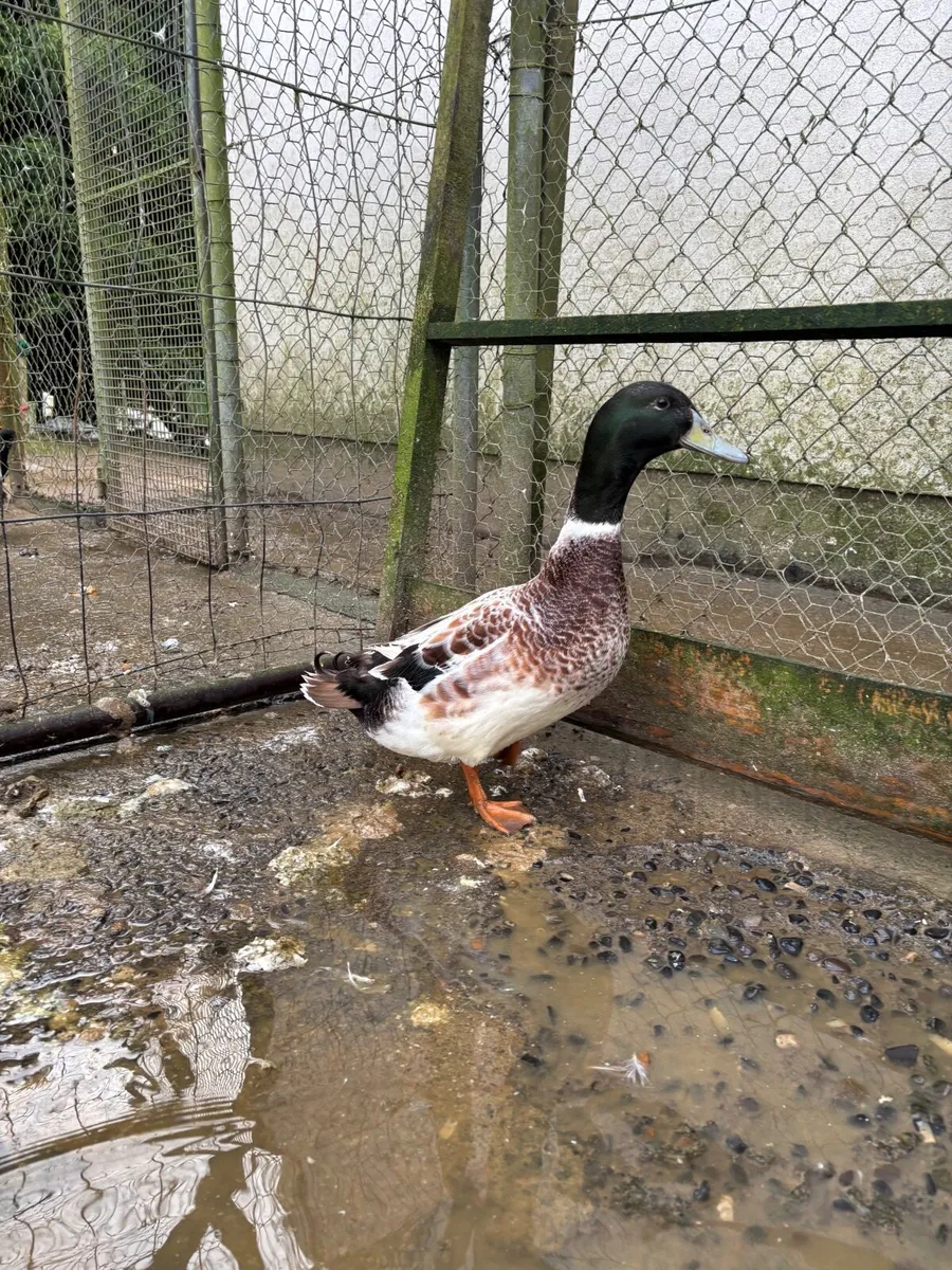 Harlequin Drake - Image 1