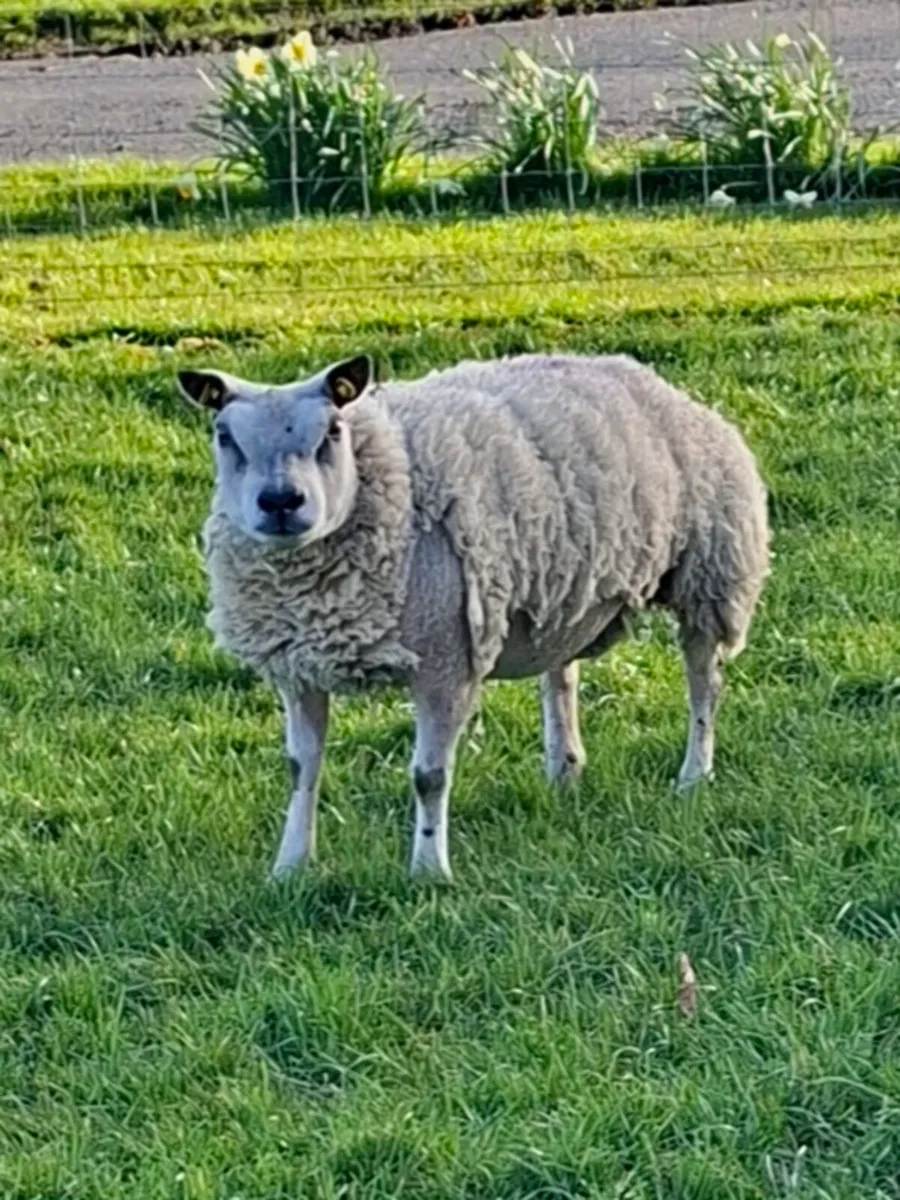 Pedigree Beltex Shearling ewes - Image 1