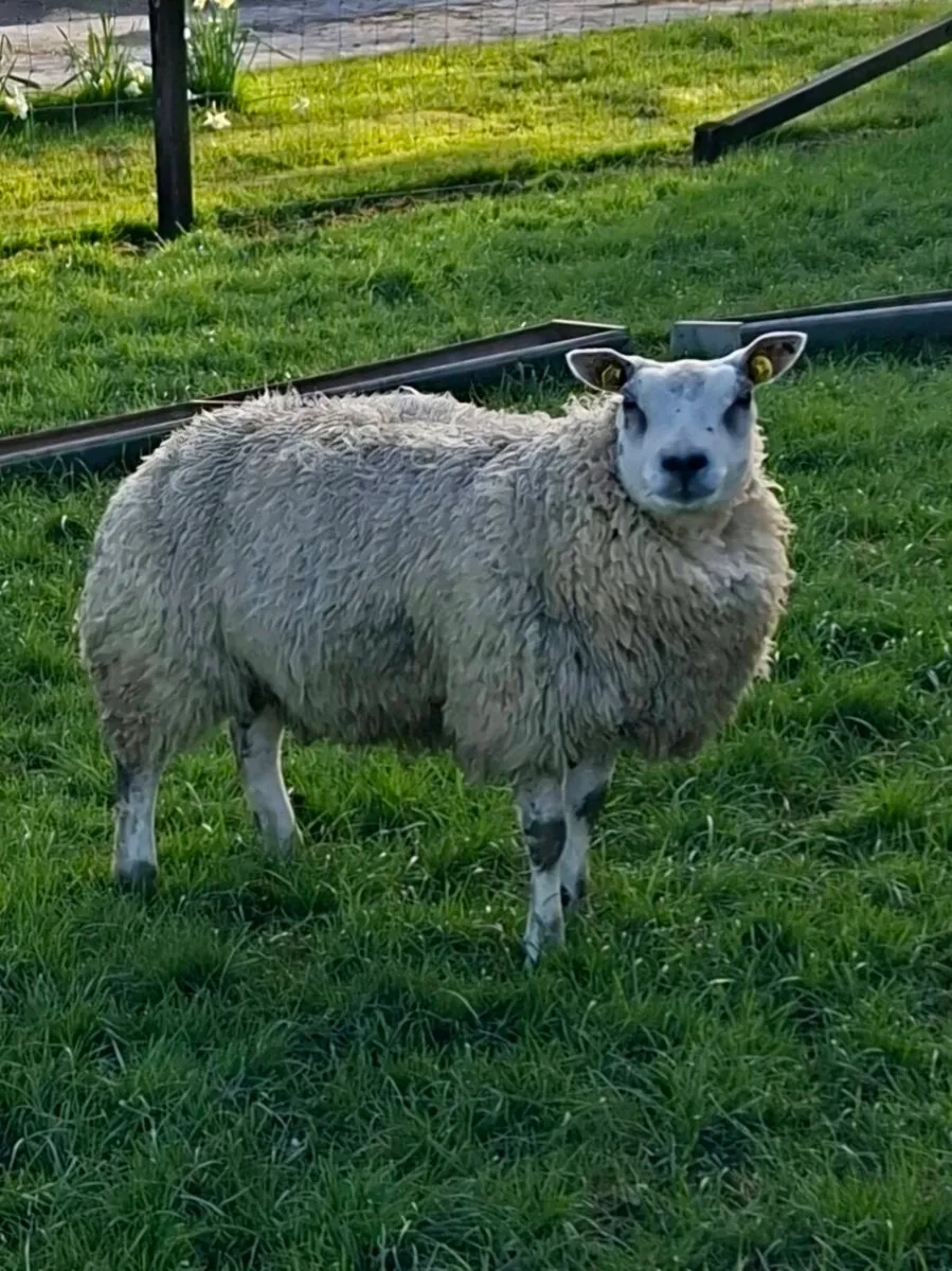 Pedigree Beltex Shearling ewes - Image 2