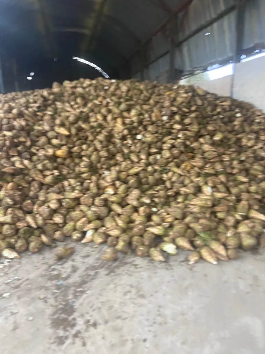 Beet freshly pulled 28/3/26 - Image 3