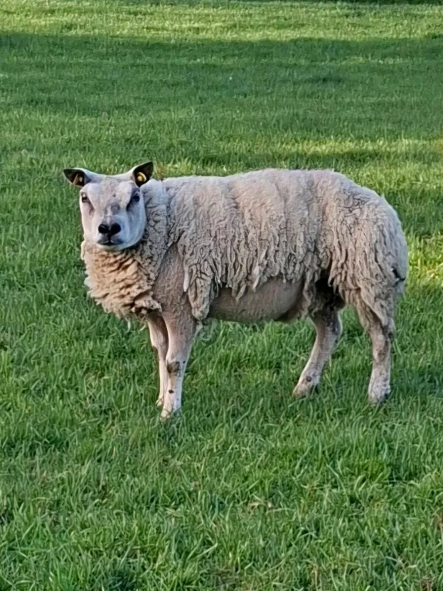 Pedigree Beltex Shearling ewes - Image 3