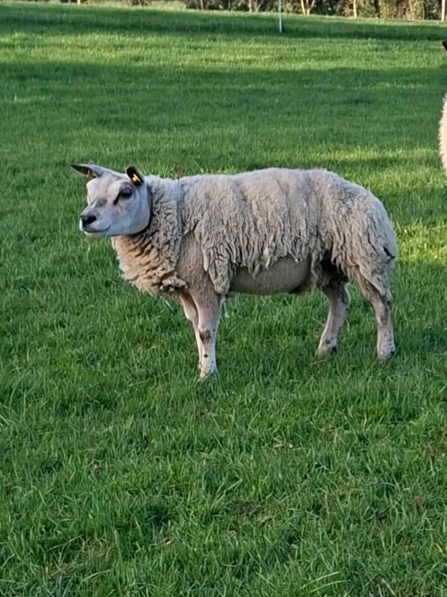 Pedigree Beltex Shearling ewes - Image 4