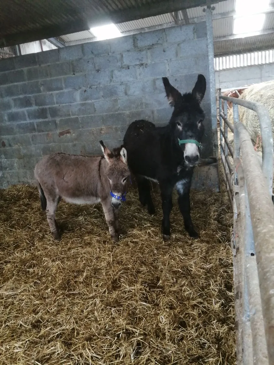 Black Male jack - Image 3