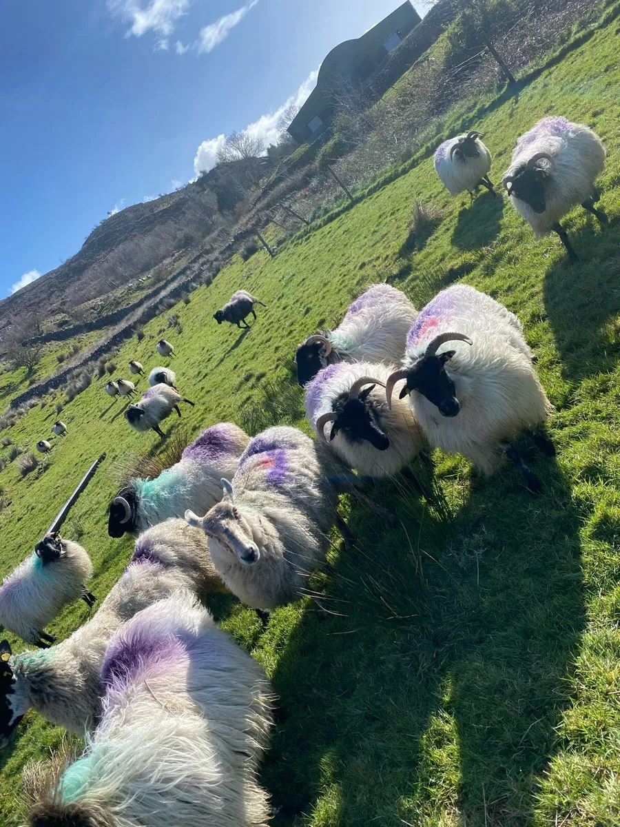 Mountain and crossbred ewes - Image 1