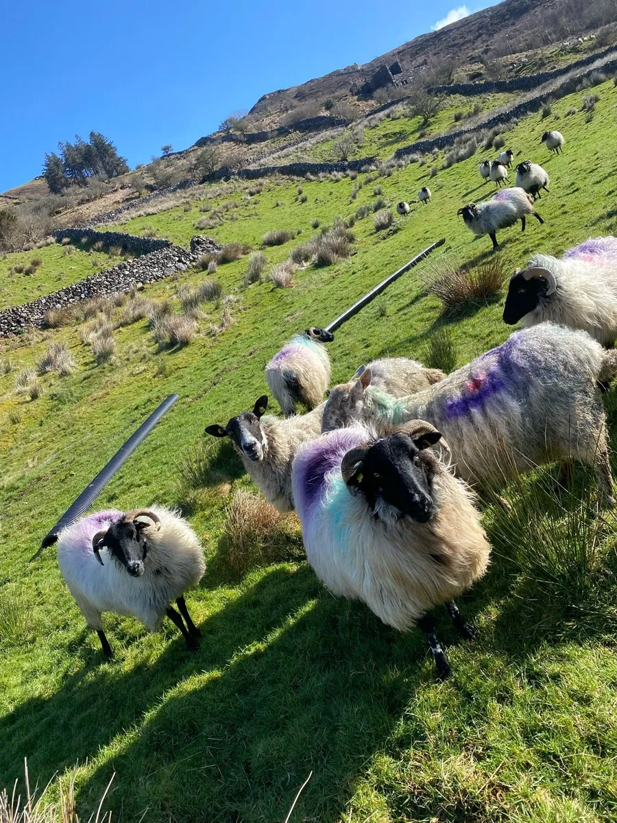 Mountain and crossbred ewes - Image 2