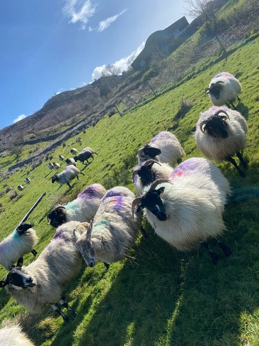 Mountain and crossbred ewes - Image 3