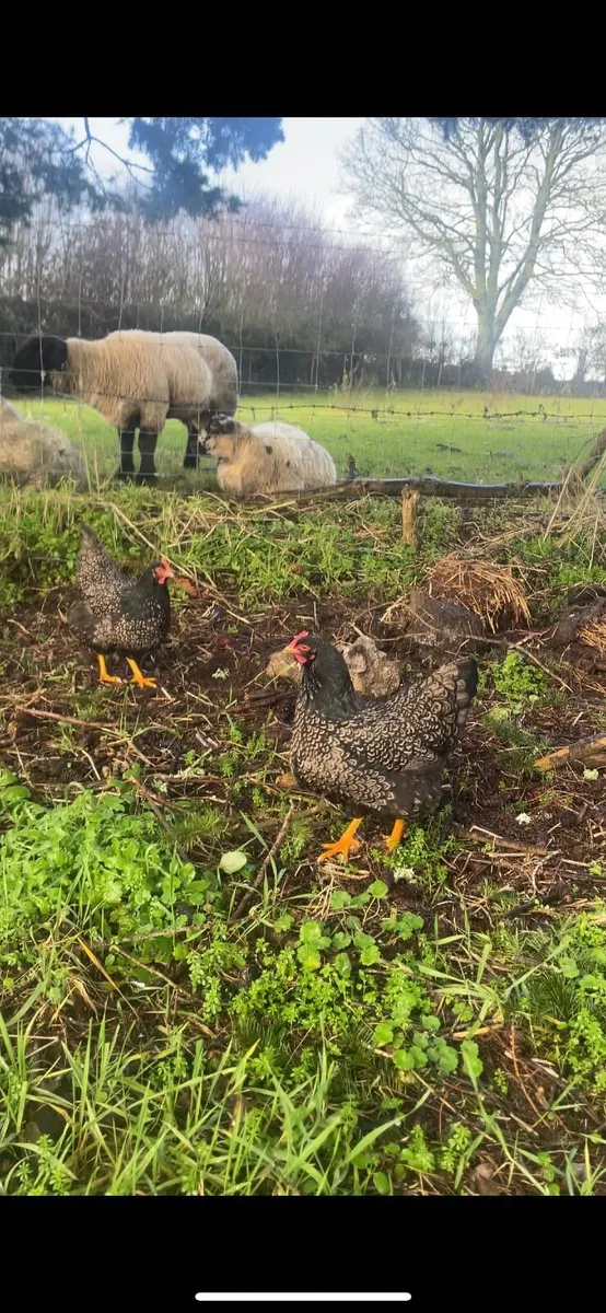 Hatching eggs and chicks available - Image 2