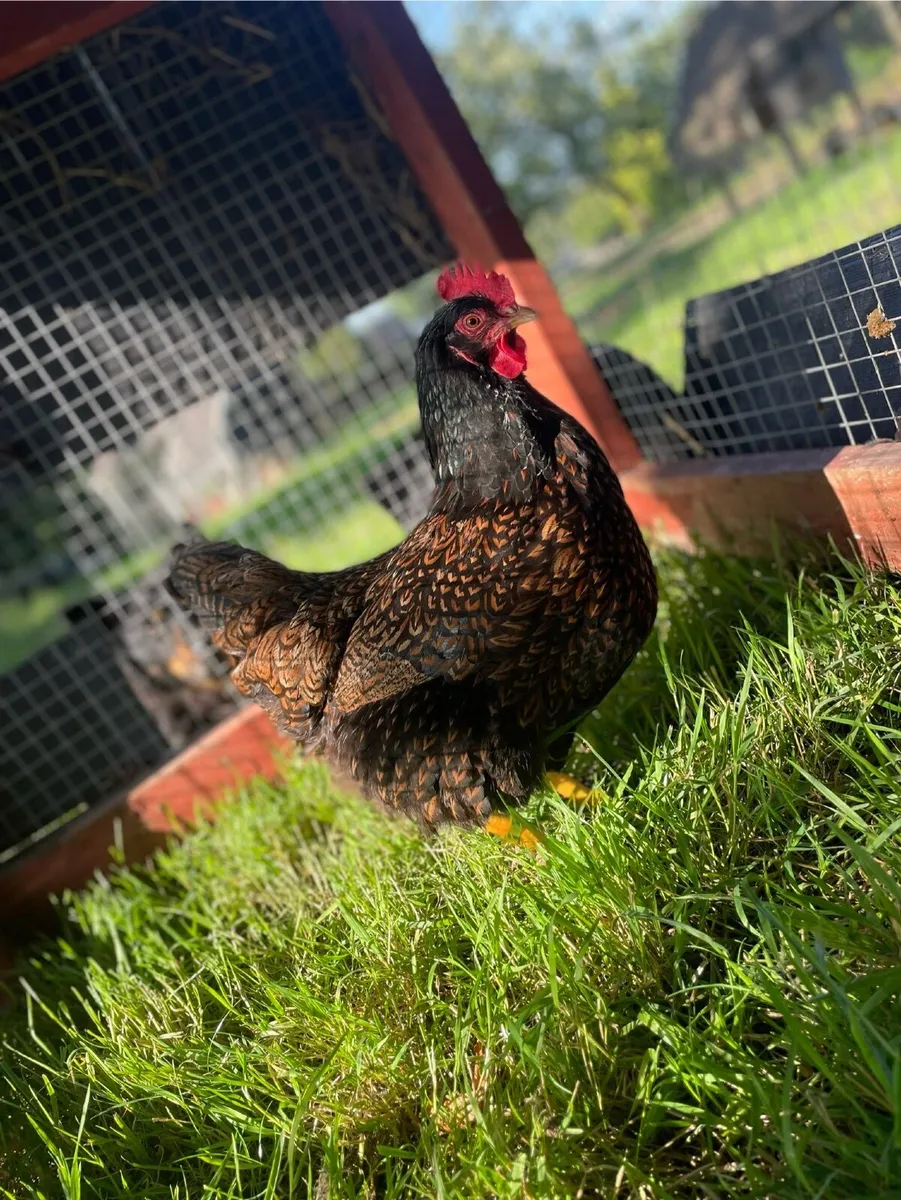 Hatching eggs and chicks available - Image 3