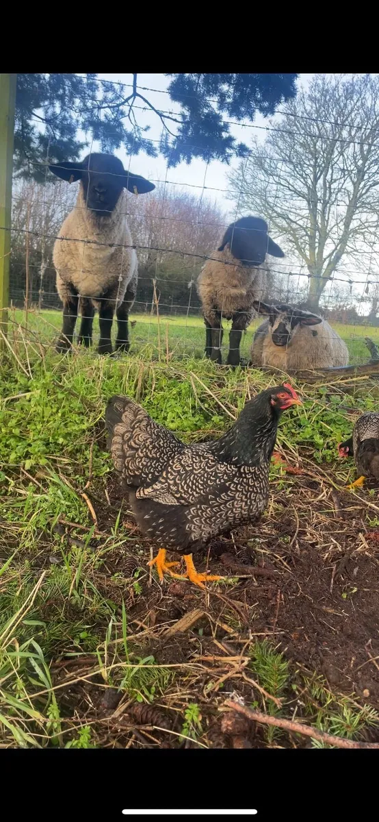 Hatching eggs and chicks available - Image 4