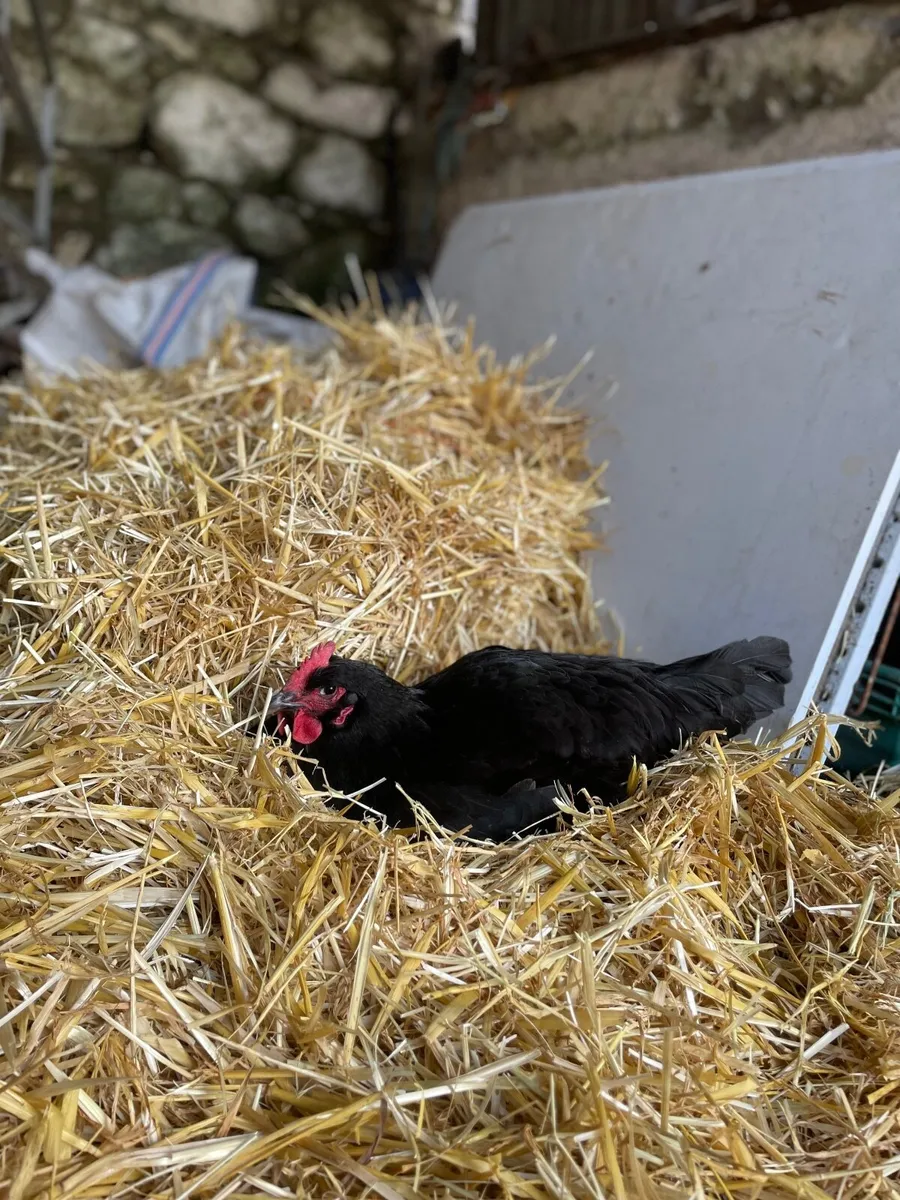 Hatching eggs and chicks available - Image 1