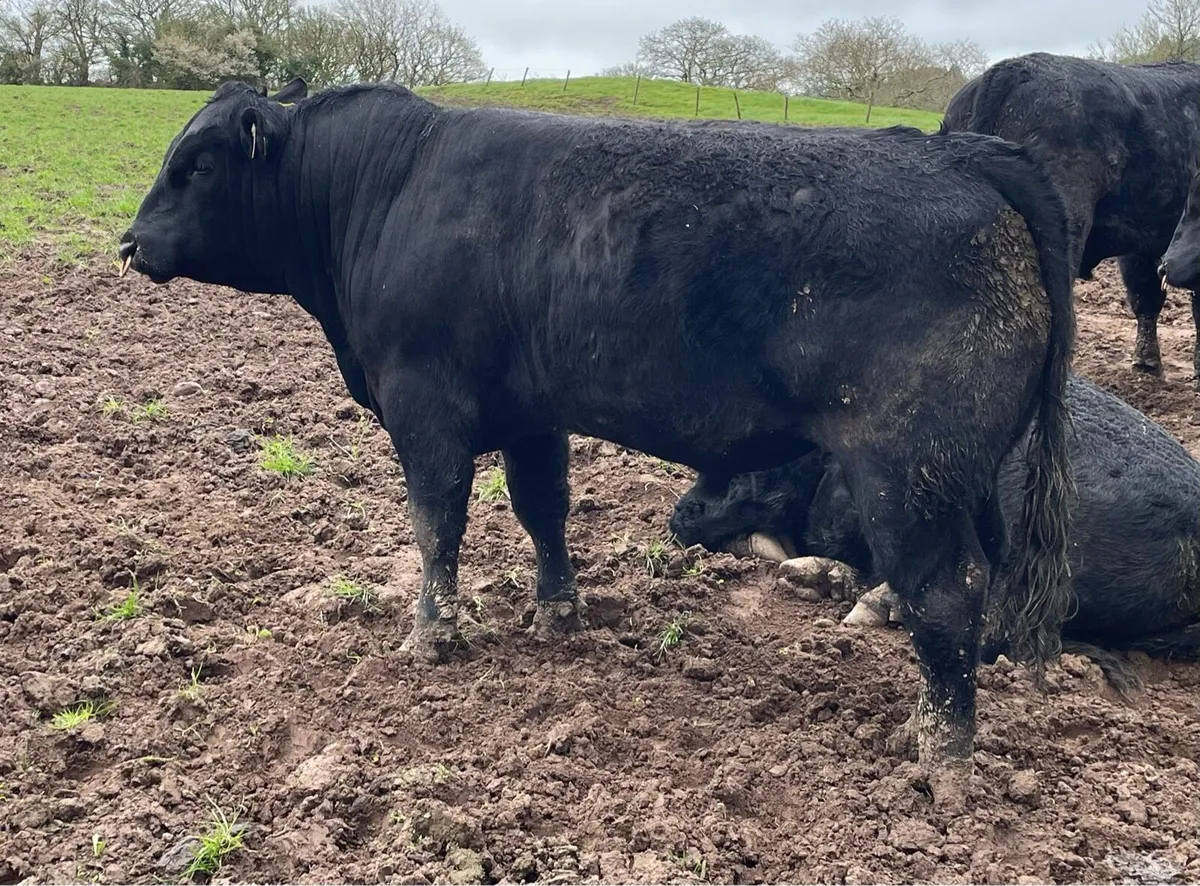 Pedigree Angus breeders bulls - Image 1