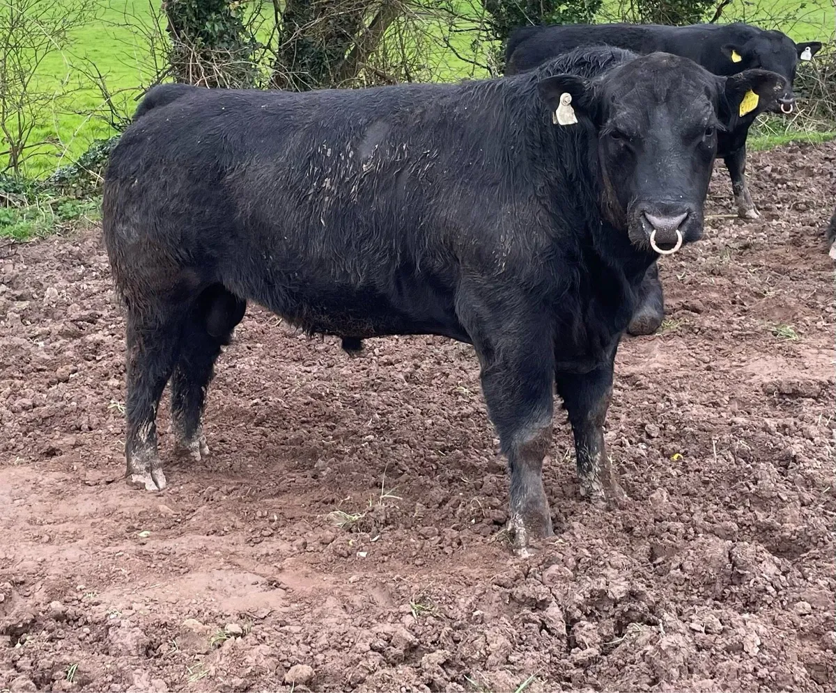 Pedigree Angus breeders bulls - Image 2