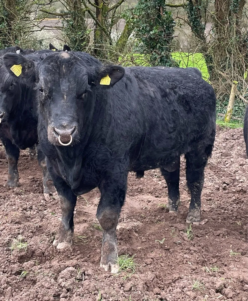 Pedigree Angus breeders bulls - Image 4