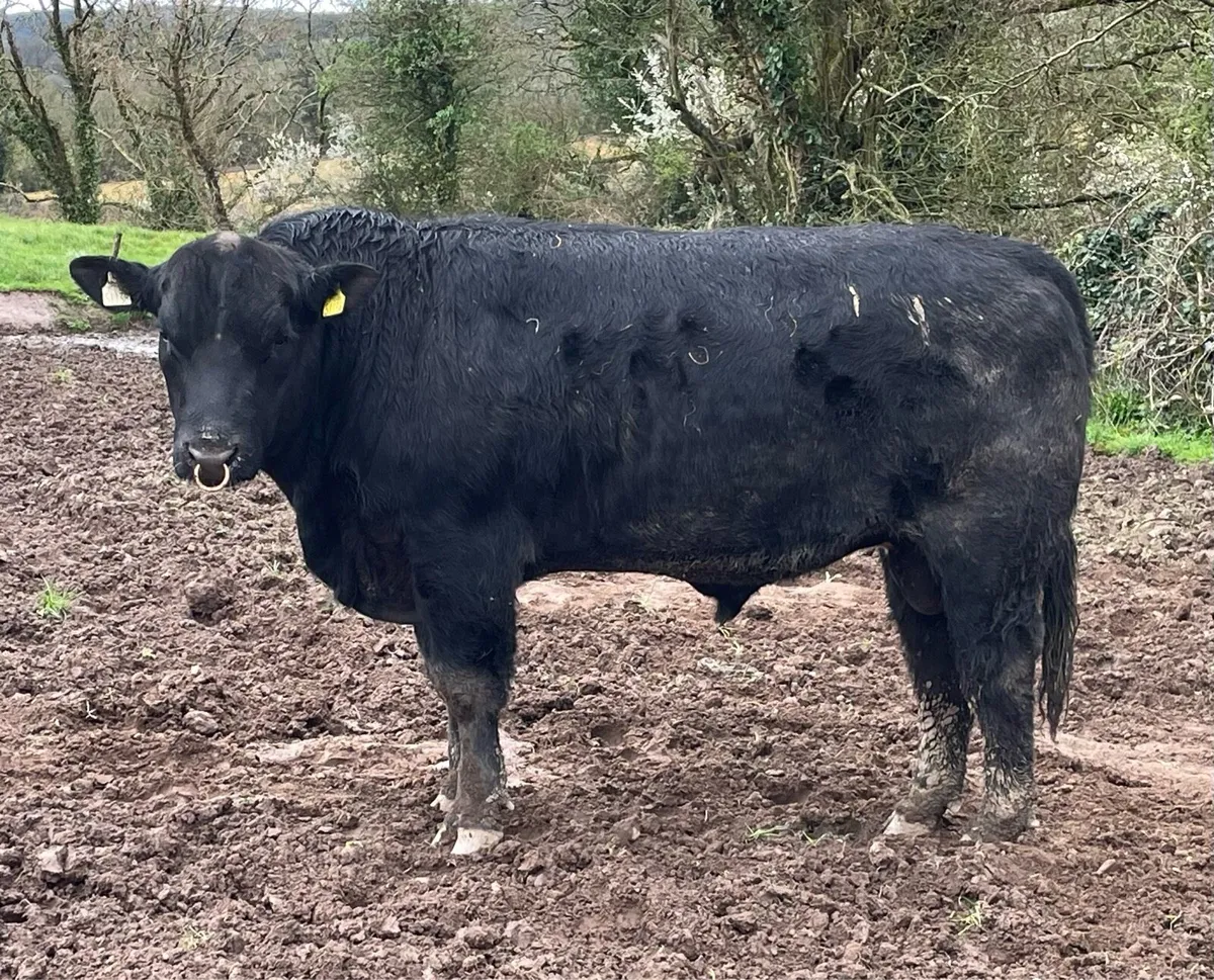 Pedigree Angus breeders bulls - Image 3