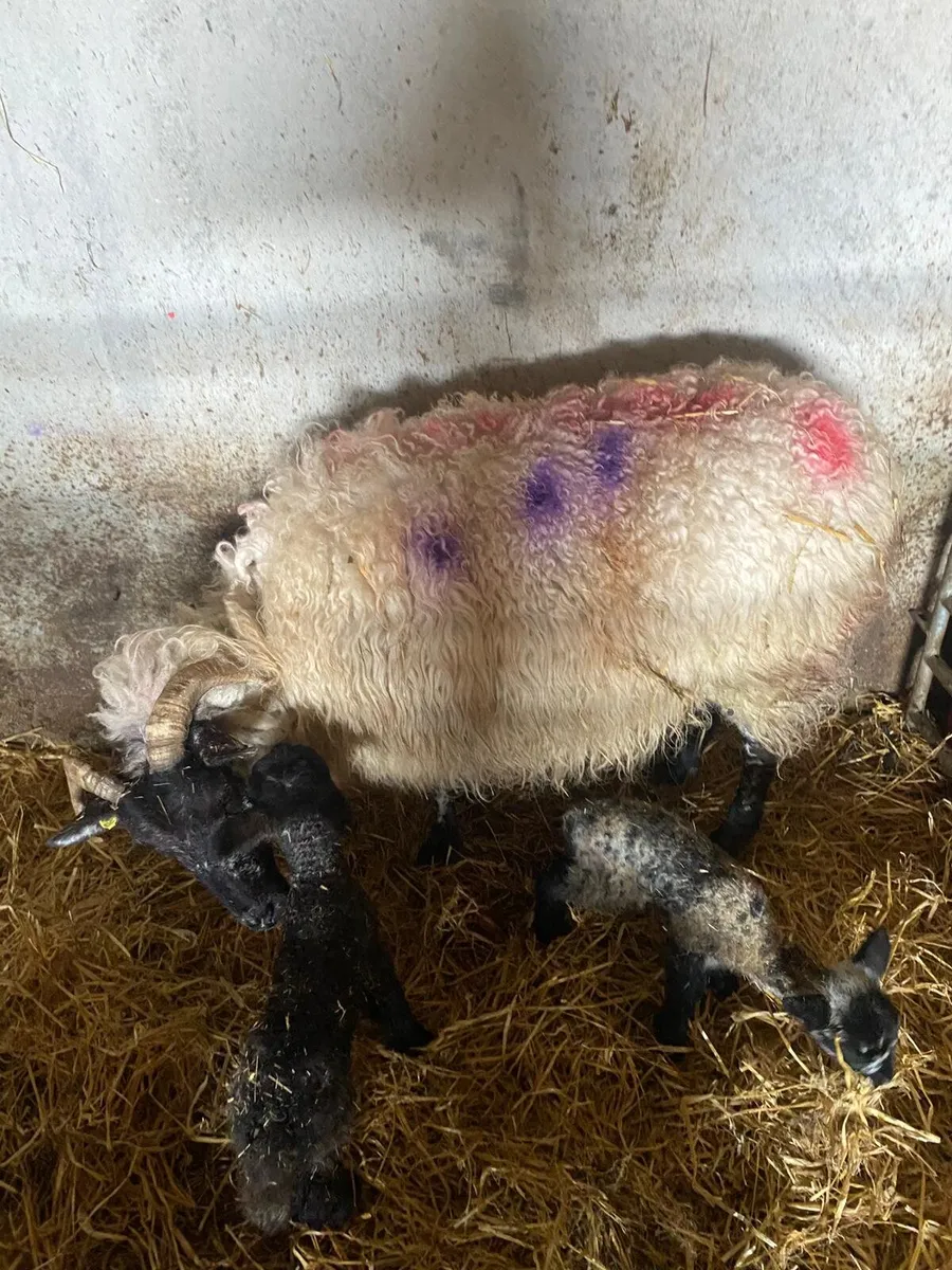 Ewe with triplets - Image 1
