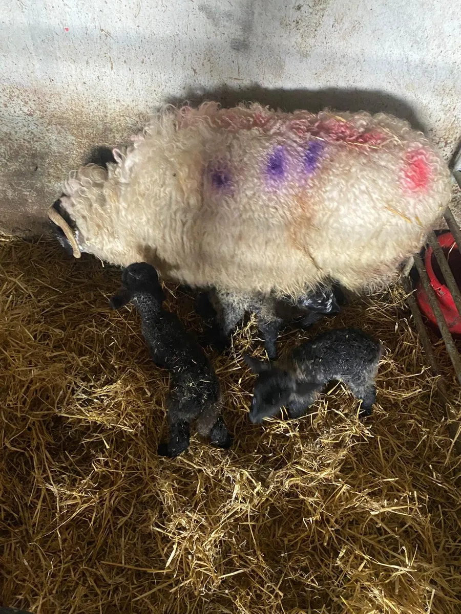 Ewe with triplets - Image 2