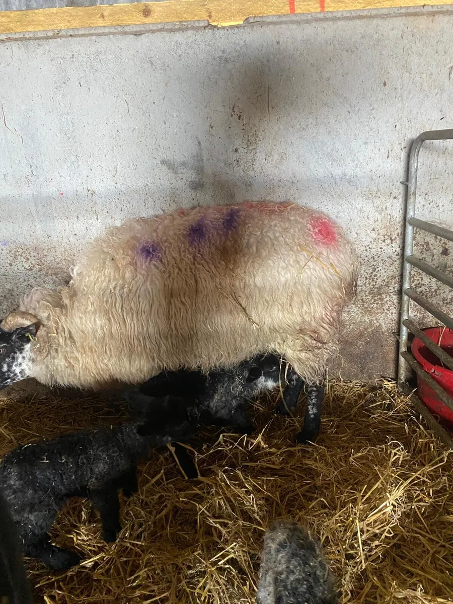 Ewe with triplets - Image 3