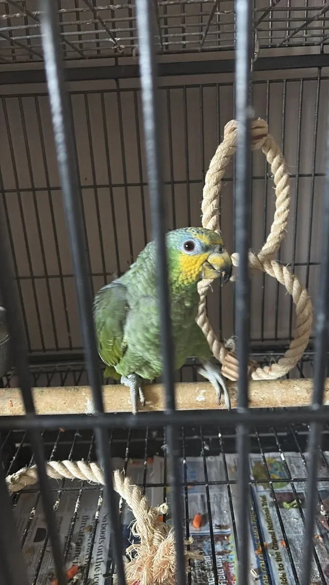 Parrot - Image 1