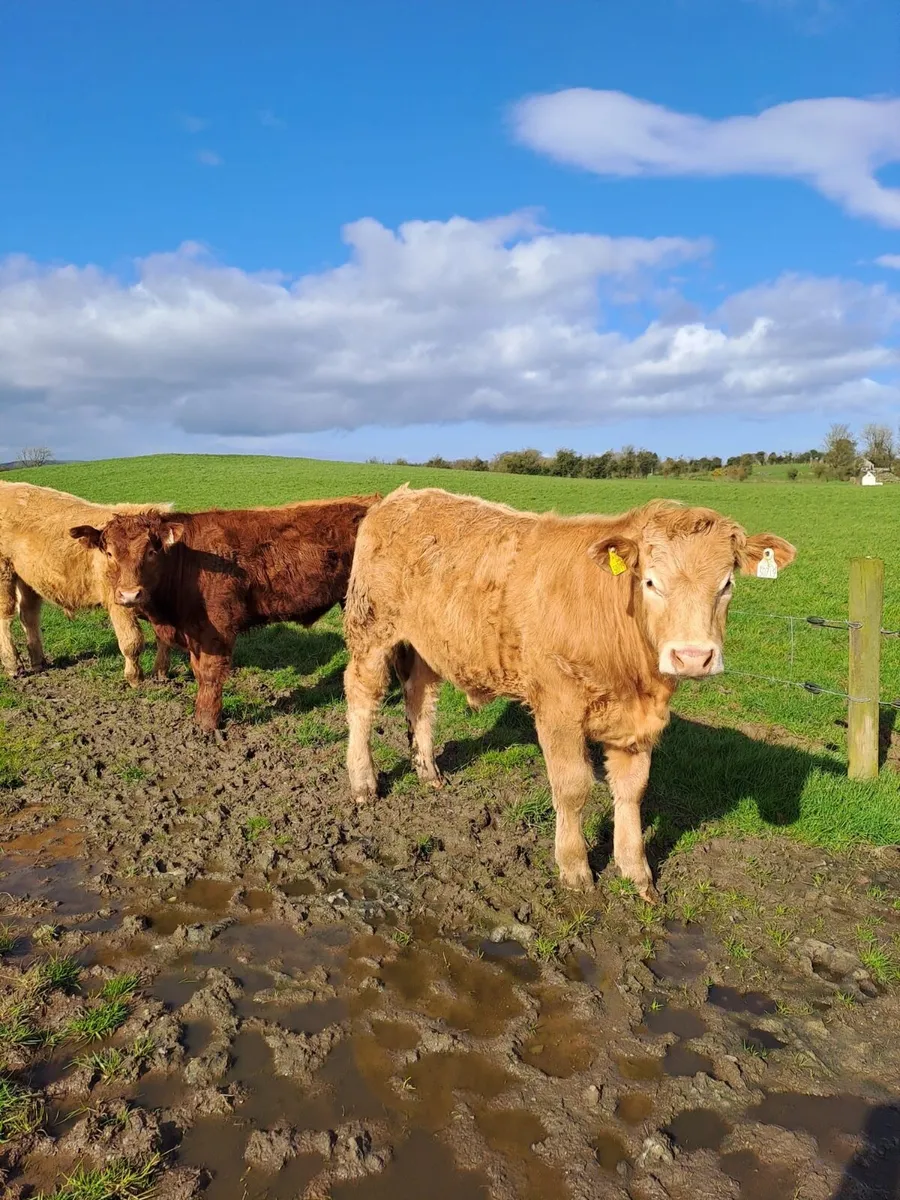 Ballyjamesduff Mart Tuesday 31st Mar - Image 1