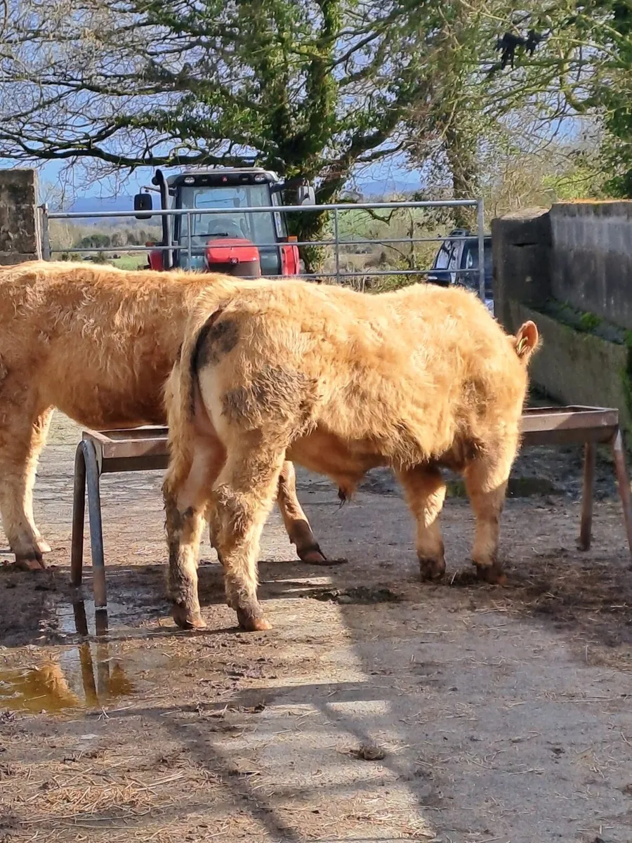 Ballyjamesduff Mart Tuesday 31st Mar - Image 2