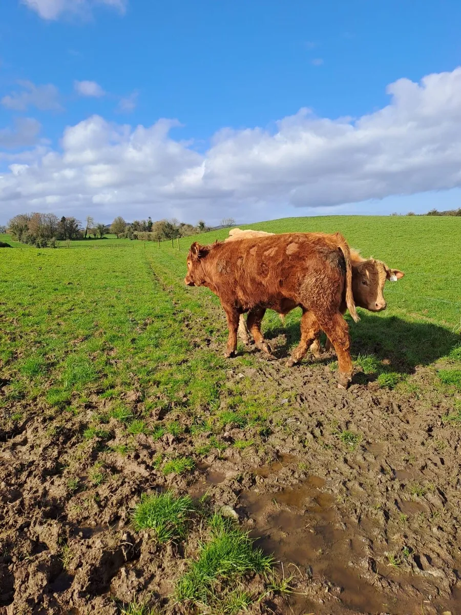 Ballyjamesduff Mart Tuesday 31st Mar - Image 4