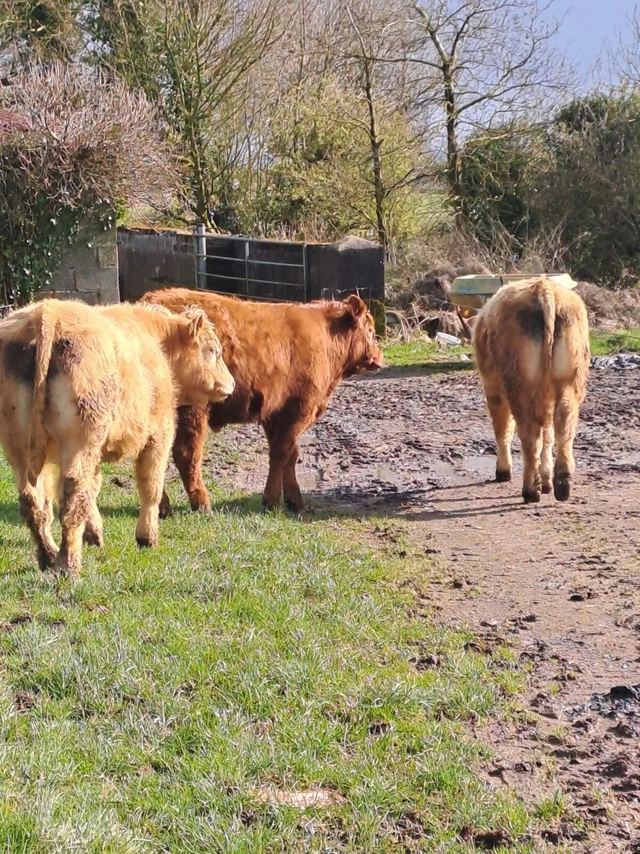 Ballyjamesduff Mart Tuesday 31st Mar - Image 3