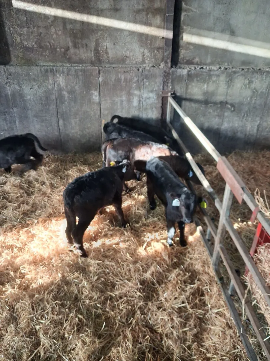 Calves limousine and Angus - Image 1