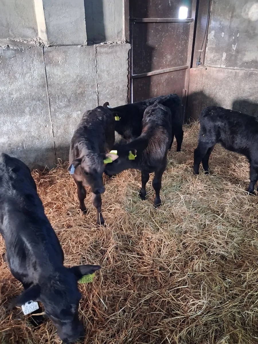 Calves limousine and Angus - Image 3