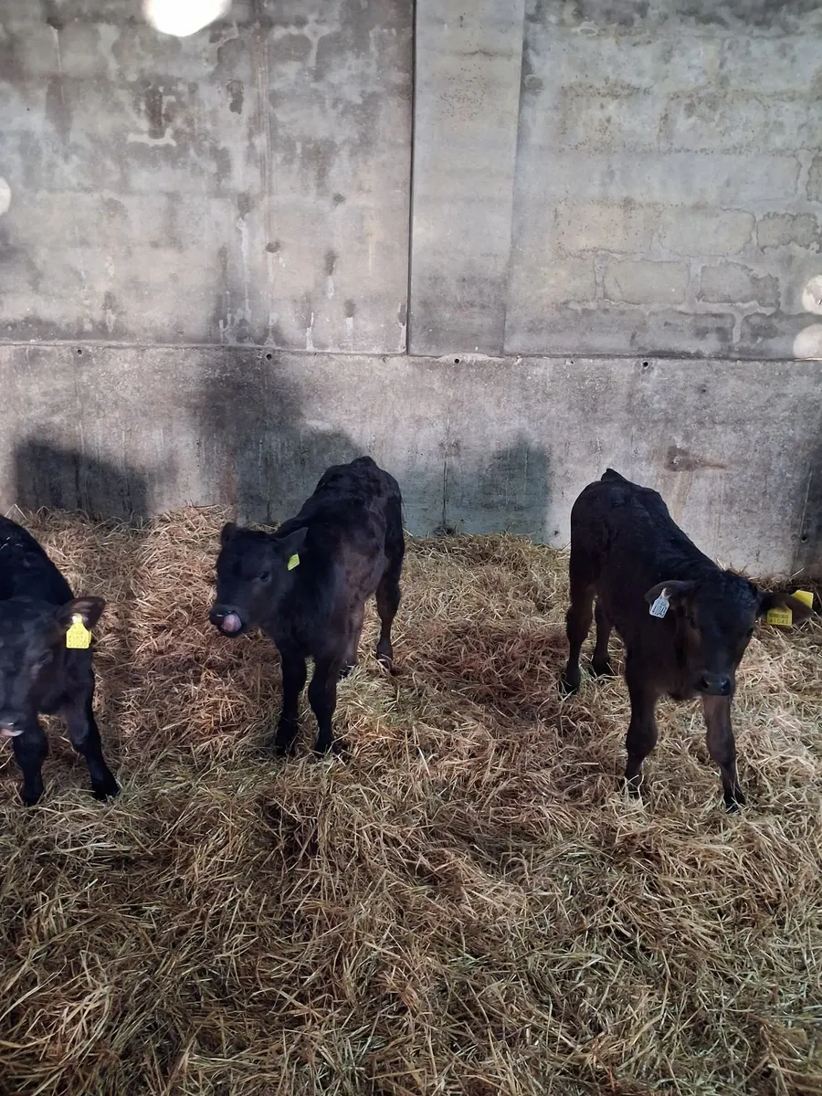 Calves limousine and Angus - Image 2