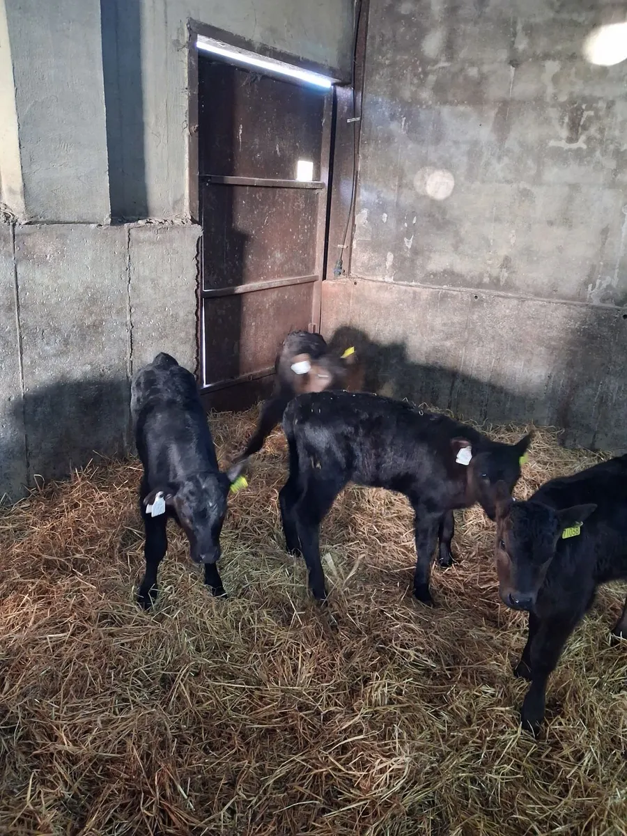 Calves limousine and Angus - Image 4