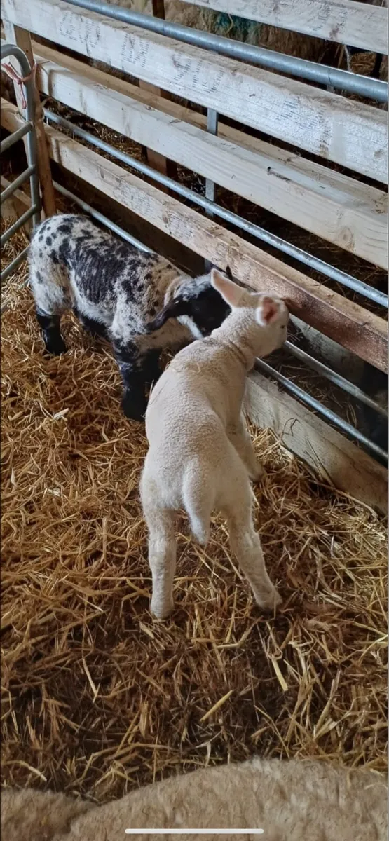 Pet lambs - Image 2