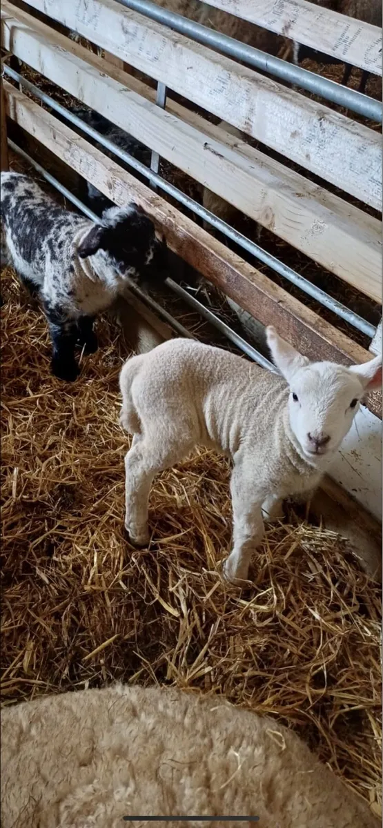 Pet lambs - Image 1