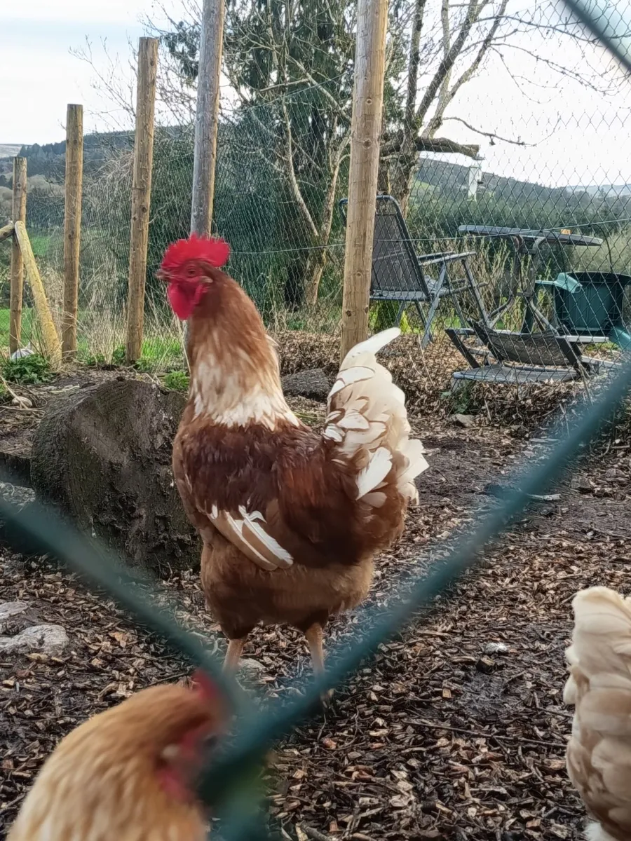 3-4 Roosters for free, can deliver near cork - Image 1