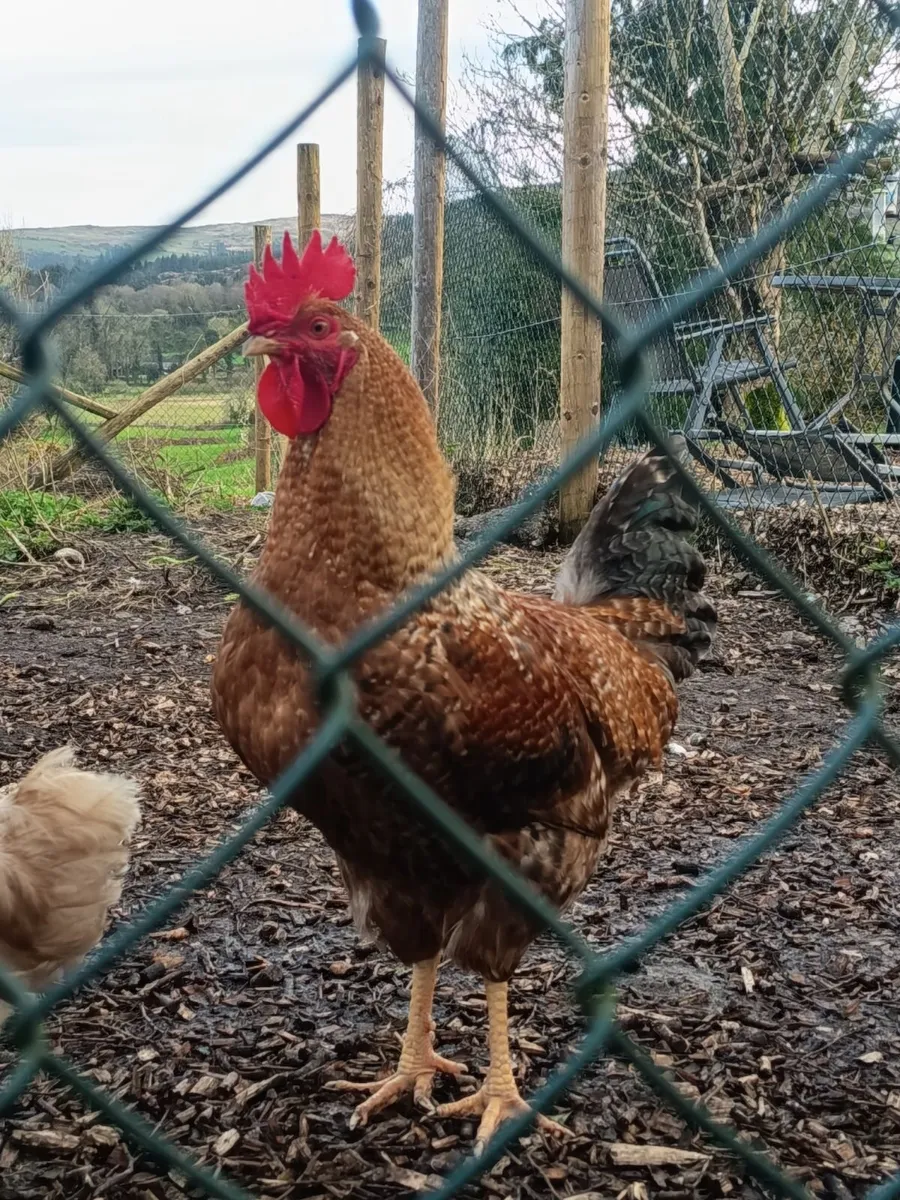 3-4 Roosters for free, can deliver near cork - Image 2
