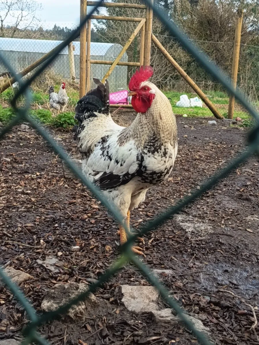 3-4 Roosters for free, can deliver near cork - Image 3