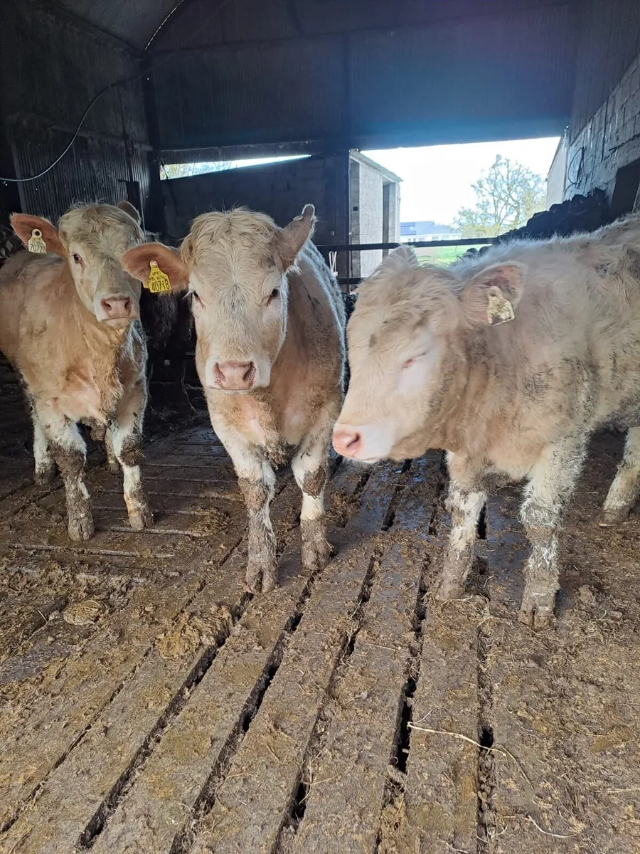 Ballyjamesduff Mart 31st March - Image 1