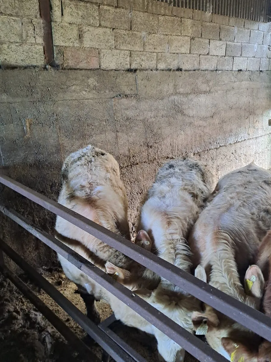 Ballyjamesduff Mart 31st March - Image 2