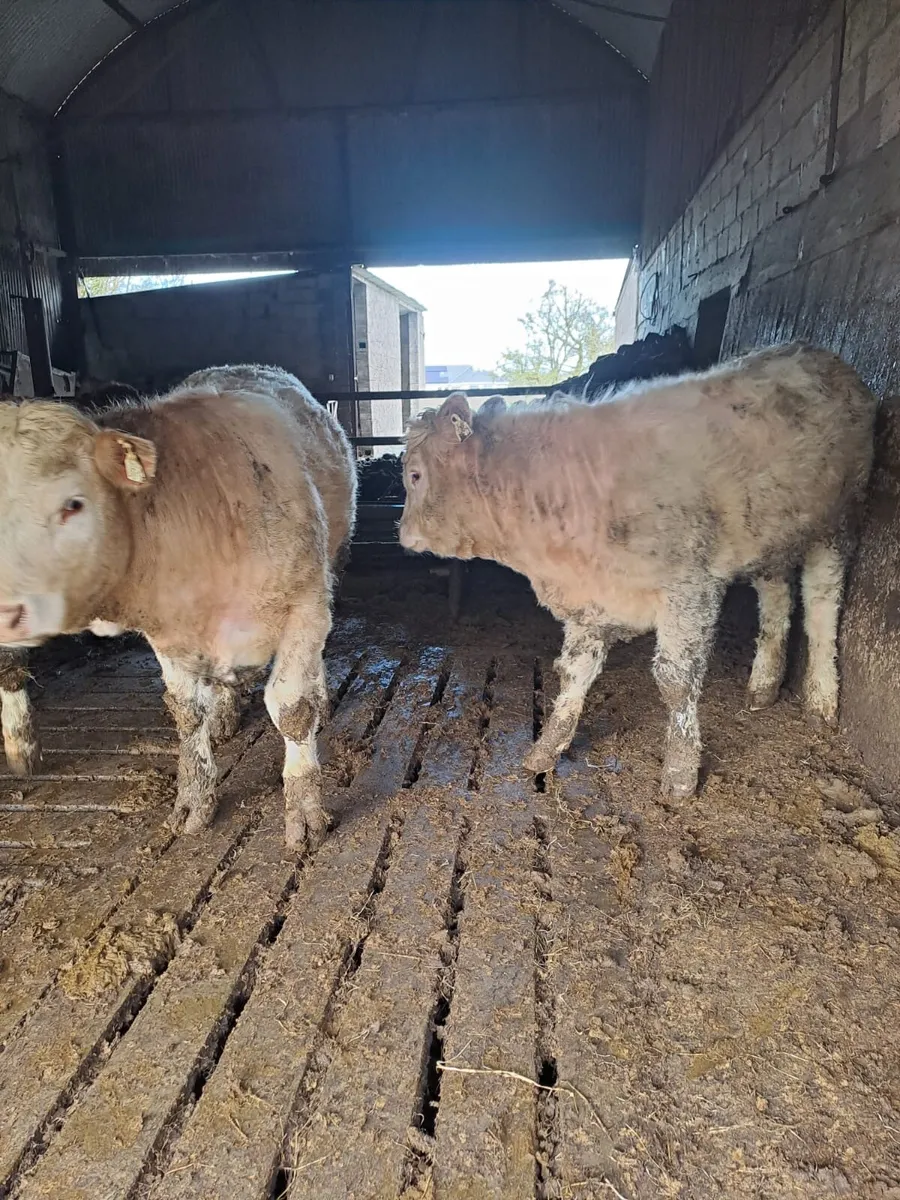 Ballyjamesduff Mart 31st March - Image 3