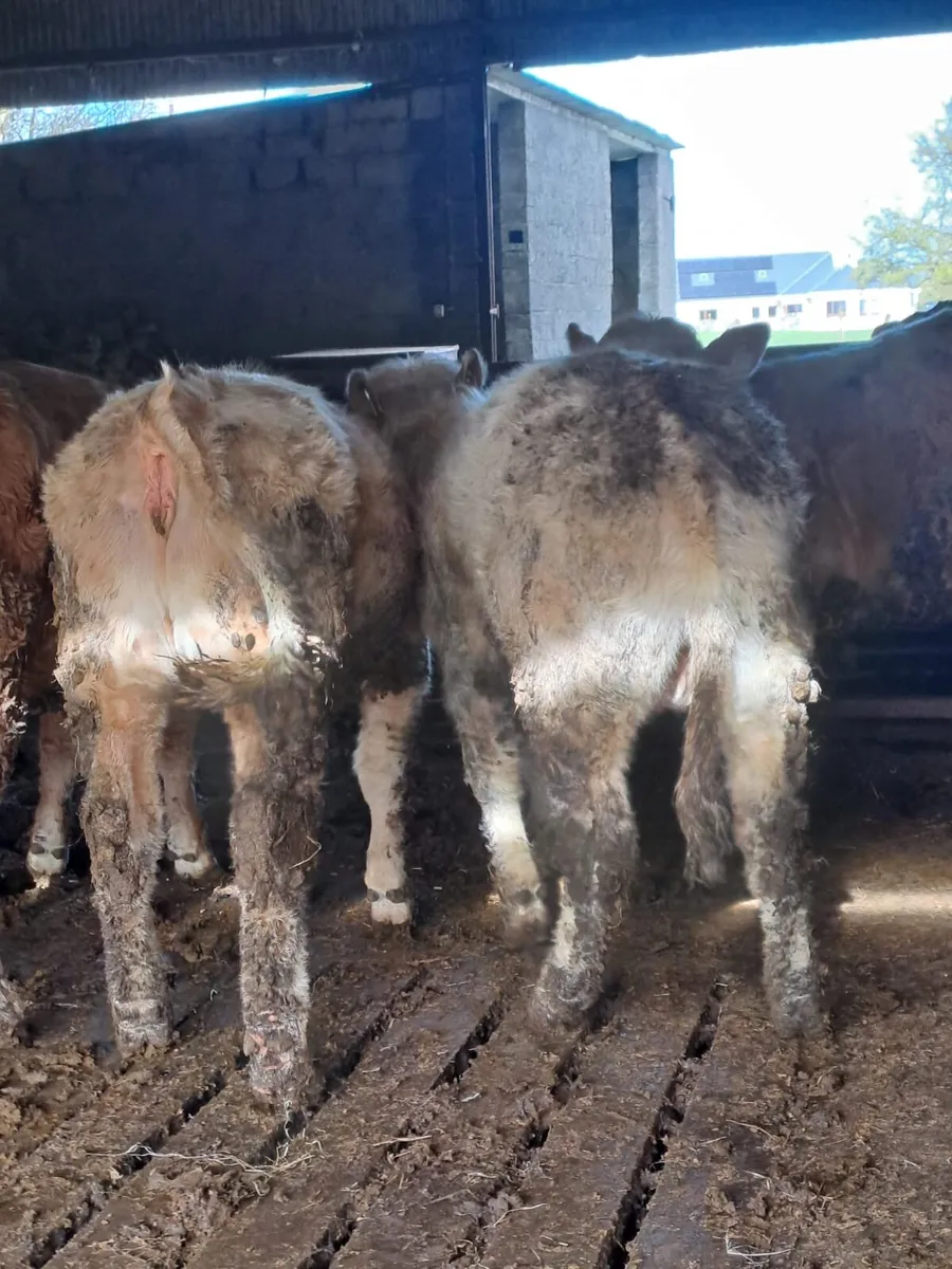 Ballyjamesduff Mart 31st March - Image 4