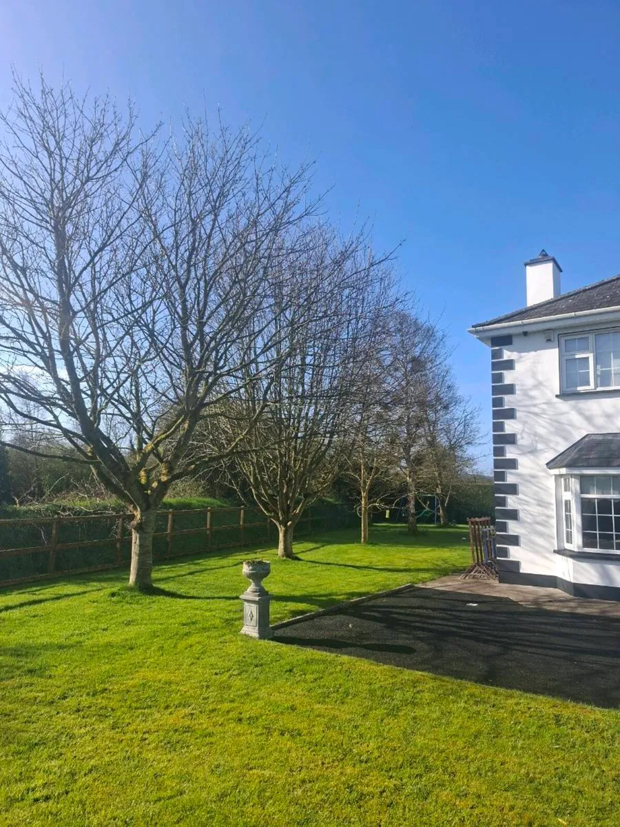 Tree Services - Image 2