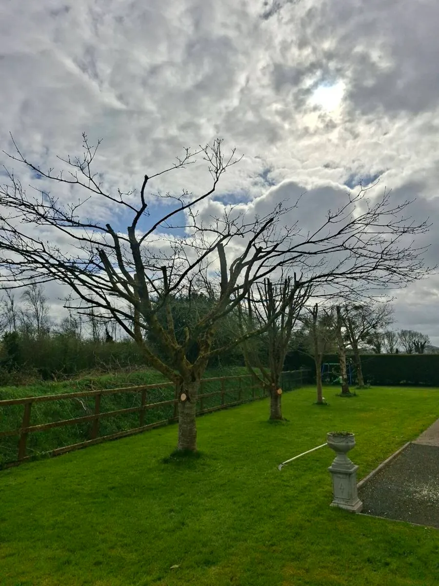 Tree Services - Image 3