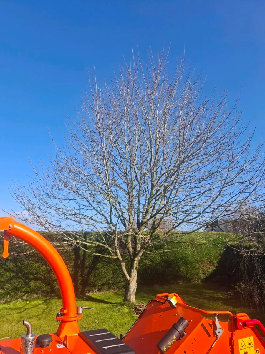 Tree Services - Image 4