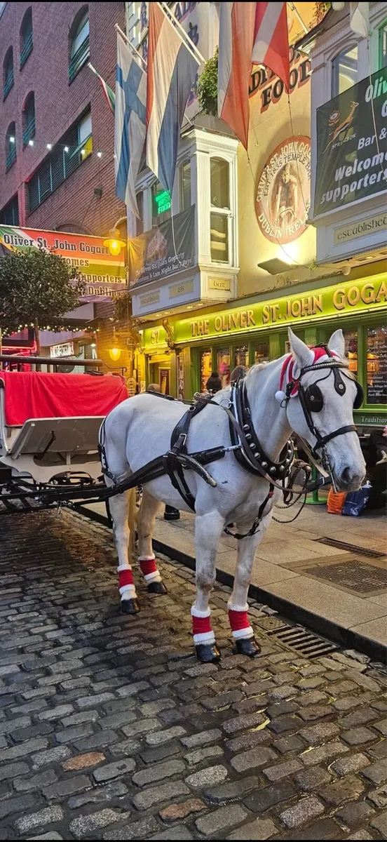 Riding and driving mare - Image 1